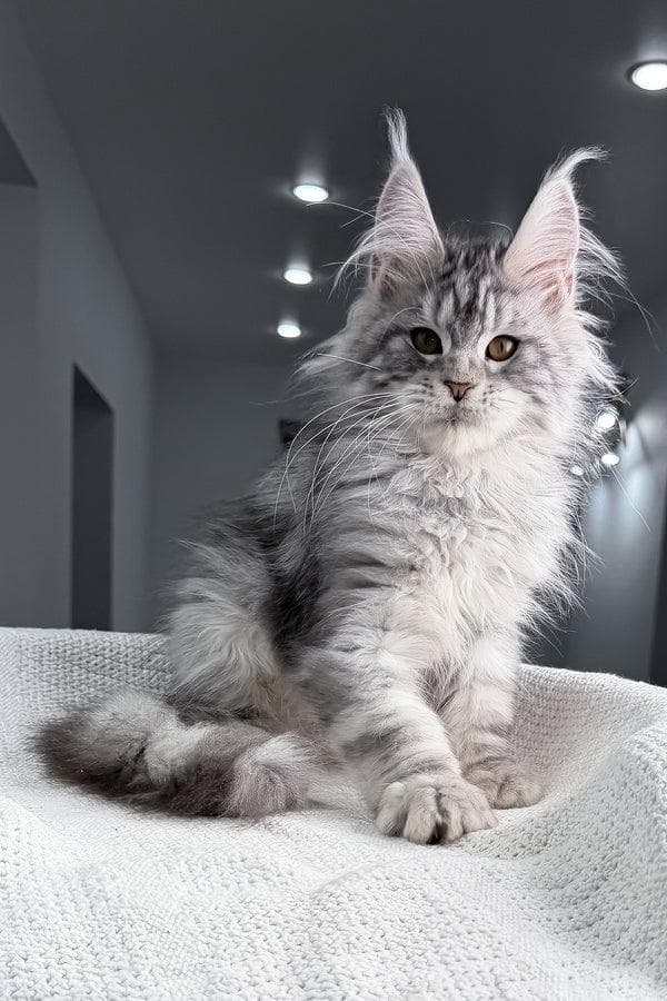 Maine Coon 6
